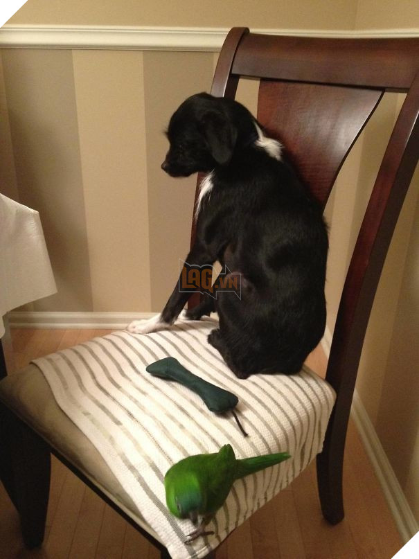 17 chú chó hèn nhát không sợ trời, không sợ đất, còn lại thì cái gì cũng sợ - Ảnh 17.