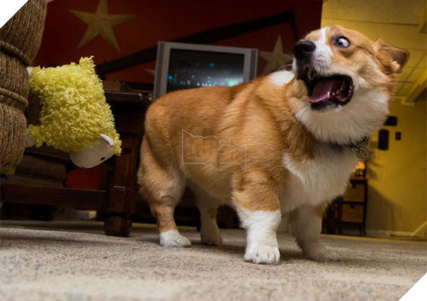 17 chú chó hèn nhát không sợ trời, không sợ đất, còn lại thì cái gì cũng sợ - Ảnh 19.