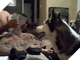 17 chú chó hèn nhát không sợ trời, không sợ đất, còn lại thì cái gì cũng sợ - Ảnh 21.