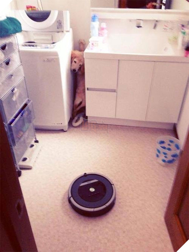 17 chú chó hèn nhát không sợ trời, không sợ đất, còn lại thì cái gì cũng sợ - Ảnh 23.