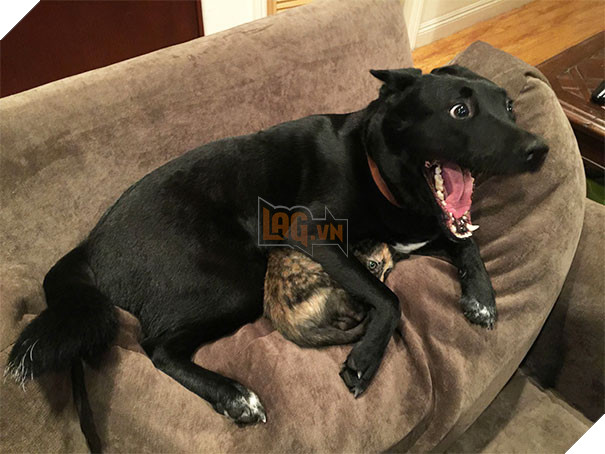 17 chú chó hèn nhát không sợ trời, không sợ đất, còn lại thì cái gì cũng sợ - Ảnh 25.