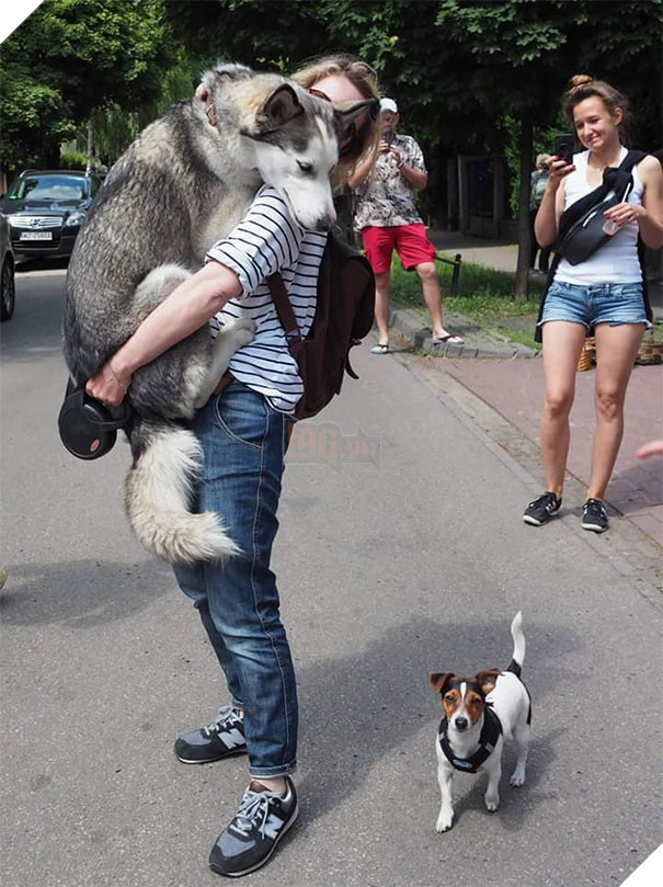 17 chú chó hèn nhát không sợ trời, không sợ đất, còn lại thì cái gì cũng sợ - Ảnh 27.