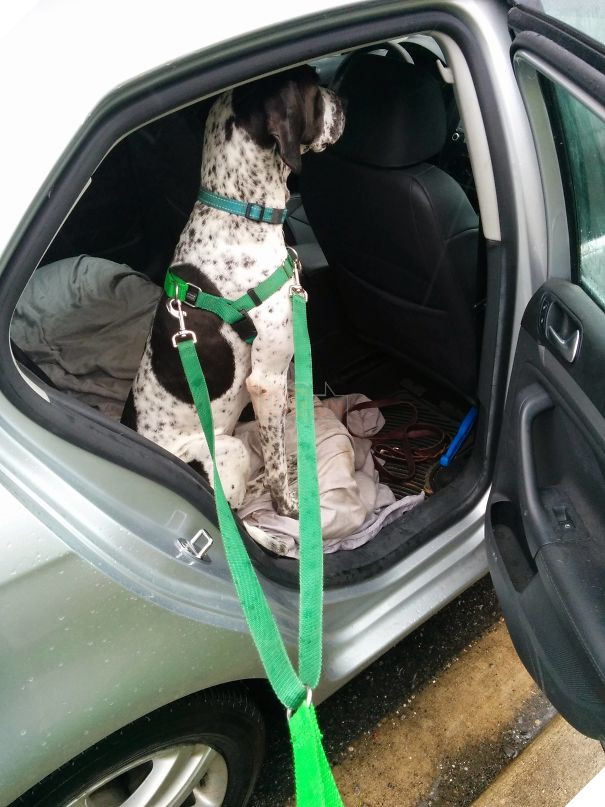 17 chú chó hèn nhát không sợ trời, không sợ đất, còn lại thì cái gì cũng sợ - Ảnh 29.