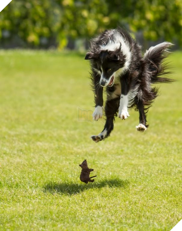 17 chú chó hèn nhát không sợ trời, không sợ đất, còn lại thì cái gì cũng sợ - Ảnh 33.