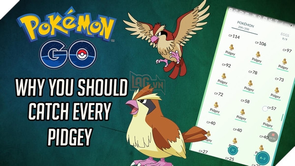 Dường như bắt Pidgey cũng là một điều nên làm?
