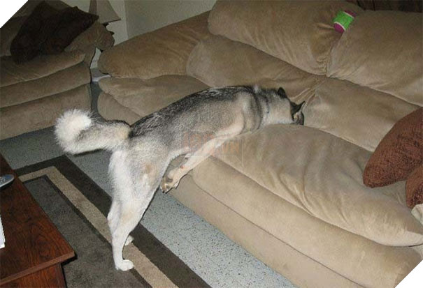 16 trò lách luật đáng yêu của những chú chó bướng như ông tướng - Ảnh 1.