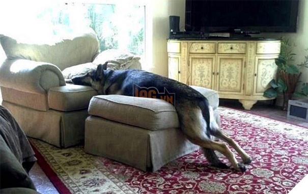 16 trò lách luật đáng yêu của những chú chó bướng như ông tướng - Ảnh 5.