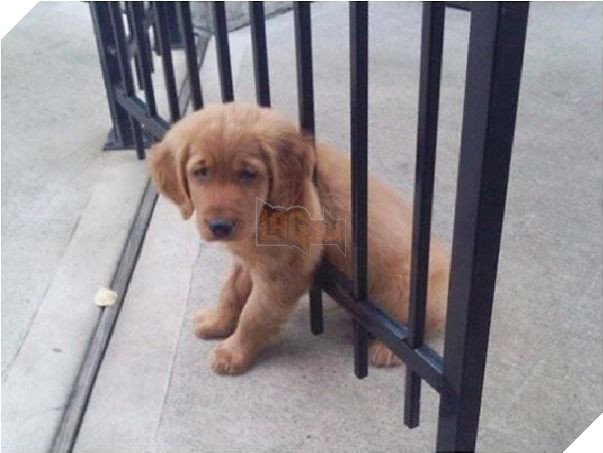 16 trò lách luật đáng yêu của những chú chó bướng như ông tướng - Ảnh 3.