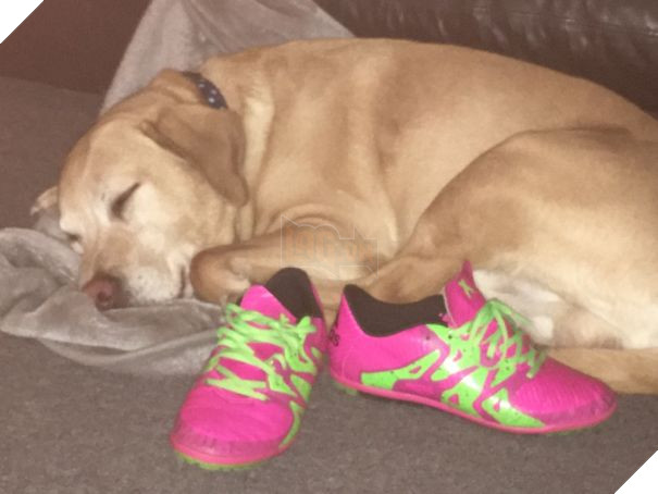 16 trò lách luật đáng yêu của những chú chó bướng như ông tướng - Ảnh 7.