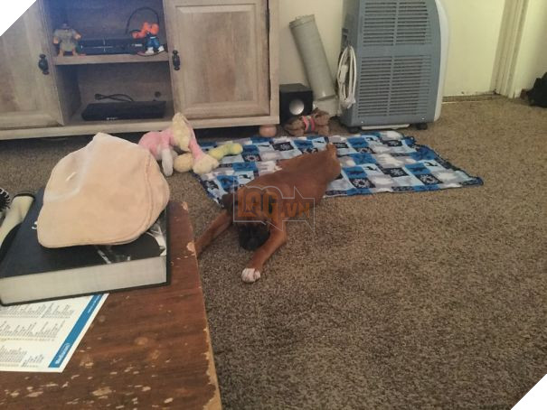 16 trò lách luật đáng yêu của những chú chó bướng như ông tướng - Ảnh 9.