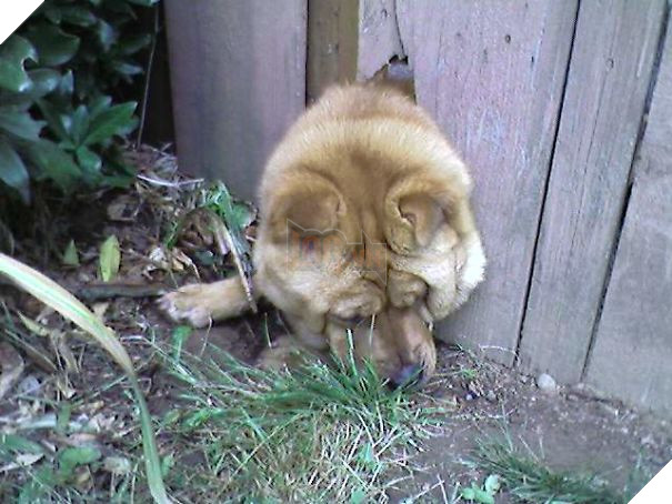 16 trò lách luật đáng yêu của những chú chó bướng như ông tướng - Ảnh 11.