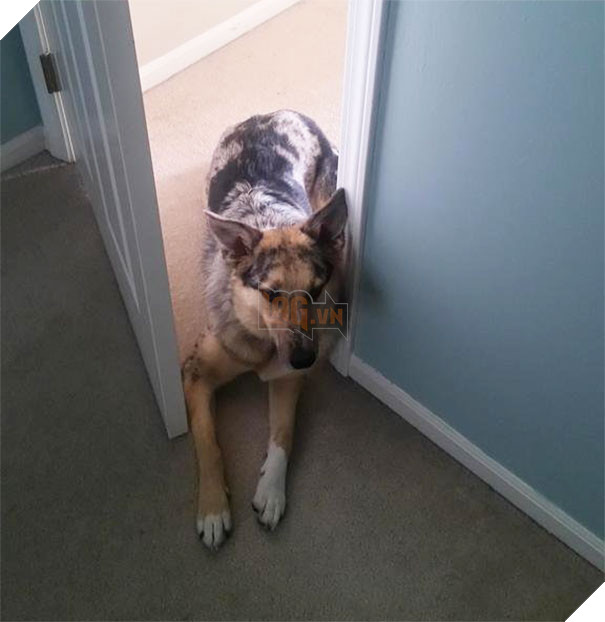 16 trò lách luật đáng yêu của những chú chó bướng như ông tướng - Ảnh 13.