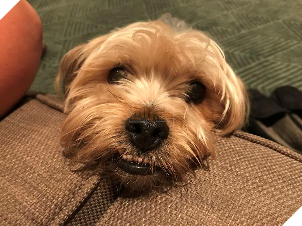 16 trò lách luật đáng yêu của những chú chó bướng như ông tướng - Ảnh 15.