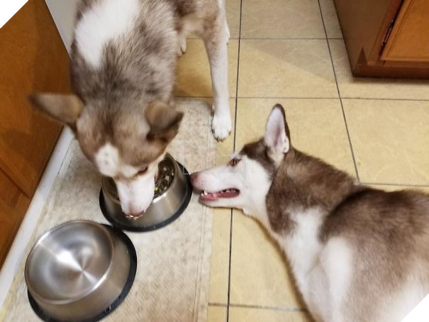 16 trò lách luật đáng yêu của những chú chó bướng như ông tướng - Ảnh 17.