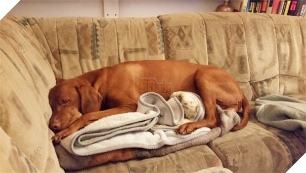 16 trò lách luật đáng yêu của những chú chó bướng như ông tướng - Ảnh 21.