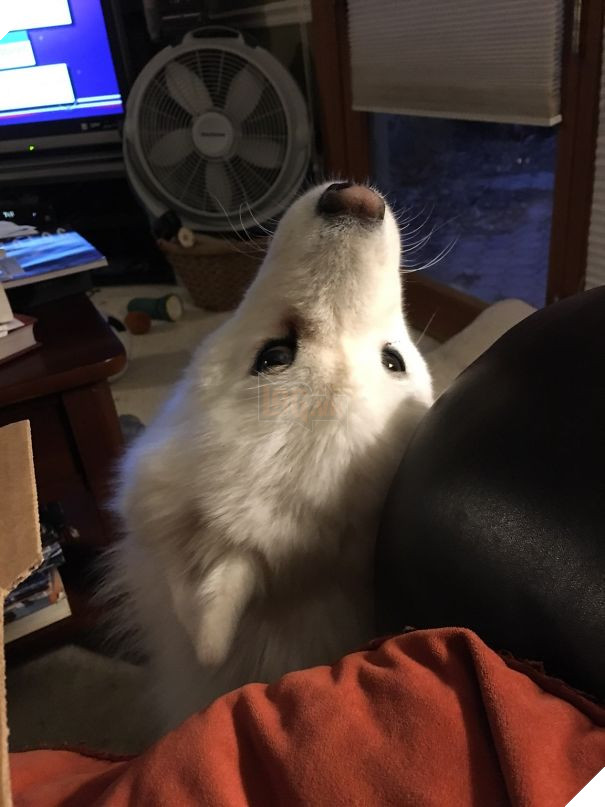 16 trò lách luật đáng yêu của những chú chó bướng như ông tướng - Ảnh 23.