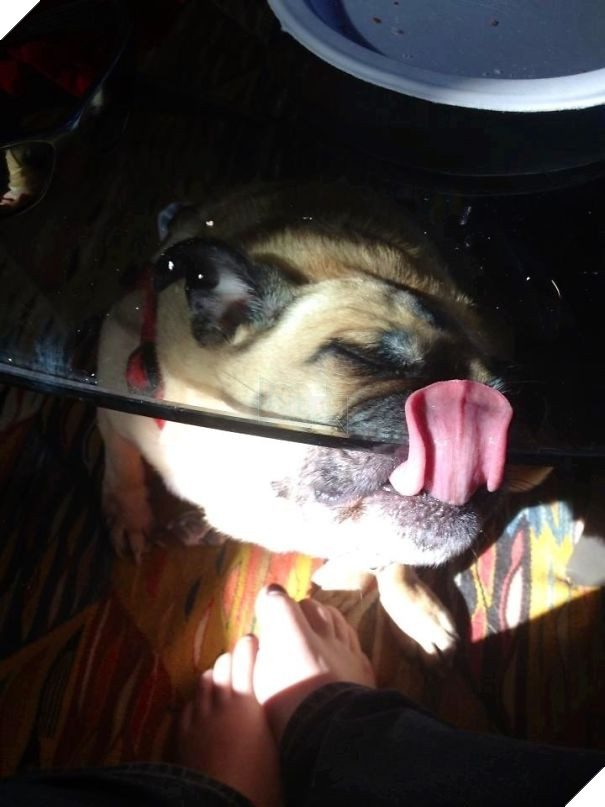 16 trò lách luật đáng yêu của những chú chó bướng như ông tướng - Ảnh 25.