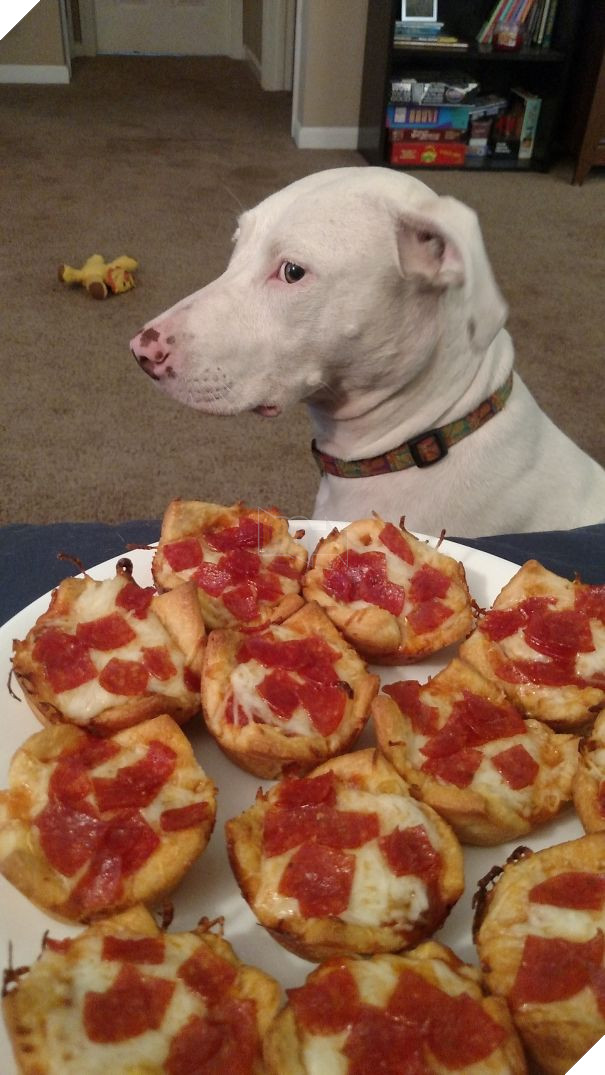 16 trò lách luật đáng yêu của những chú chó bướng như ông tướng - Ảnh 27.