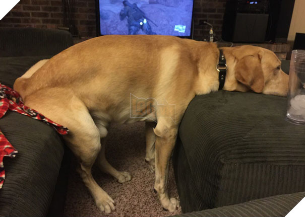 16 trò lách luật đáng yêu của những chú chó bướng như ông tướng - Ảnh 29.