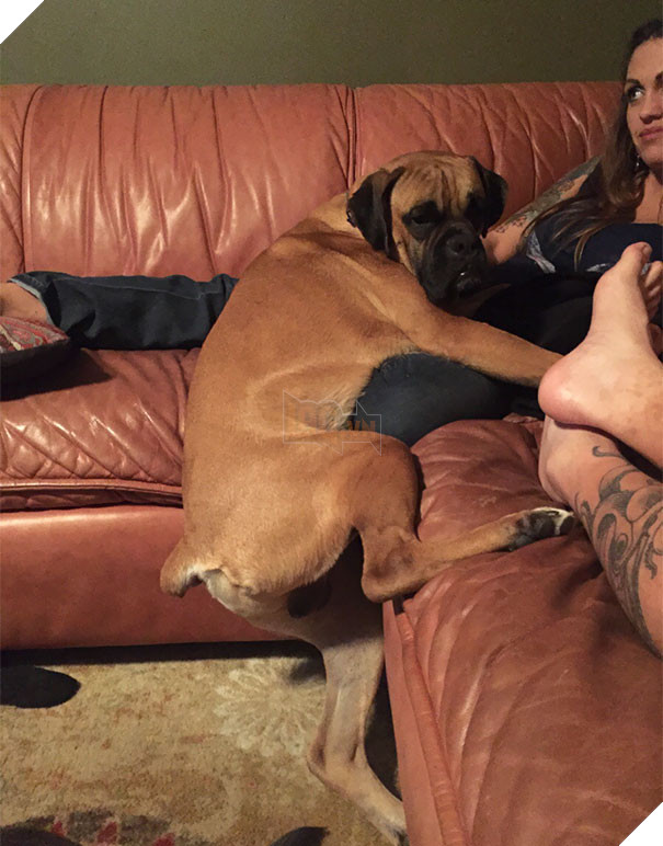 16 trò lách luật đáng yêu của những chú chó bướng như ông tướng - Ảnh 31.