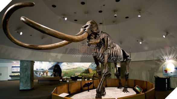 
ADN trong xương voi Ma-mút được khôi phục dễ dàng giúp các nhà khoa học biết chính xác hầu như mọi thứ về loài động vật đã tuyệt chủng này.
