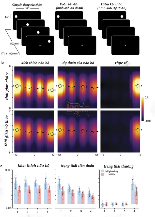
Kết quả chụp của máy quét fMRI cho thấy tốc độ dự đoán của não bộ nhanh gấp đôi tốc độ diễn ra sự việc trên thực tế.
