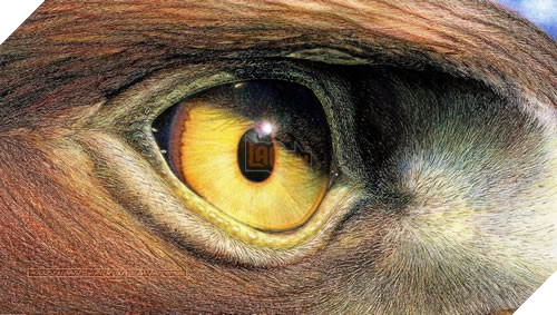 VLTK Mobile: Game thủ tạm thời hài lòng dù VNG không đền bù mất mát từ Mắt Diều Hâu