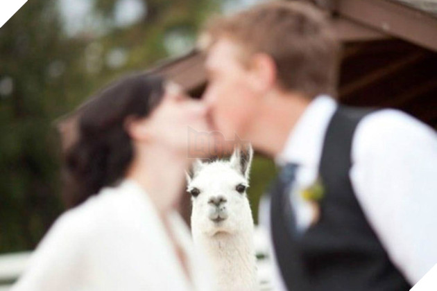 10 khoanh khac 'khong the hai huoc hon' trong dam cuoi hinh anh 3