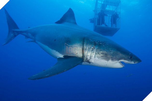 Loat phim kinh di cho doi bung no trong mua he 2017 hinh anh 2