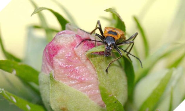 Kỳ lạ loài bọ Zombie có hành vi đồi bại trong tự nhiên - Ảnh 2.