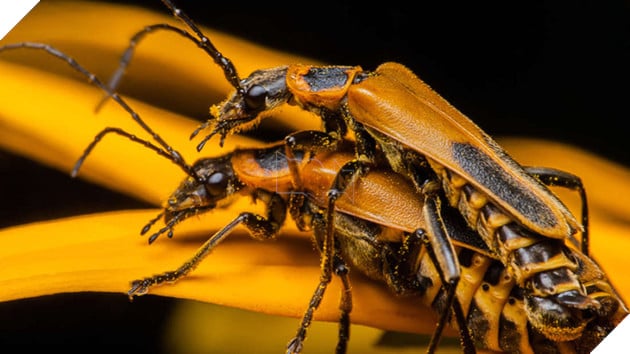 Kỳ lạ loài bọ Zombie có hành vi đồi bại trong tự nhiên - Ảnh 1.