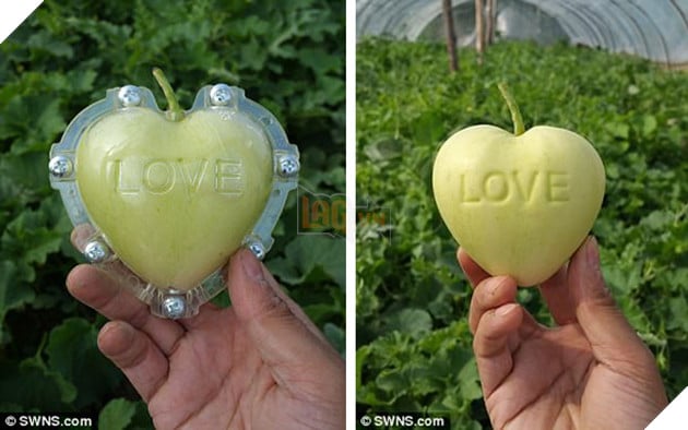Những loại quả đột biến có hình thù kỳ lạ tới khó tin - Ảnh 2.