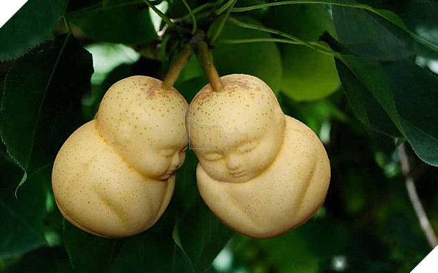 Những loại quả đột biến có hình thù kỳ lạ tới khó tin - Ảnh 1.