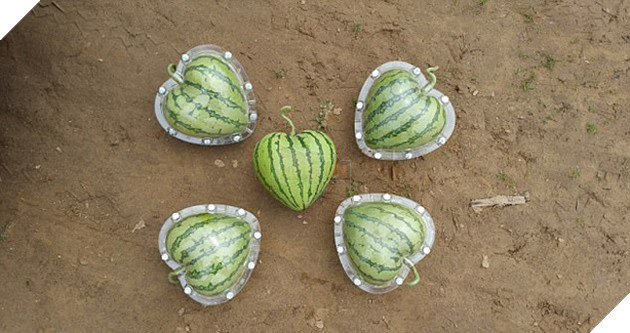 Những loại quả đột biến có hình thù kỳ lạ tới khó tin - Ảnh 4.