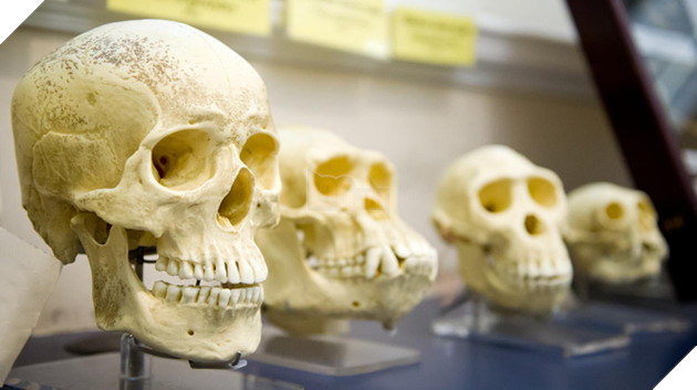 Có mối liên hệ nào giữa cái chết và sự chọn lọc tự nhiên?