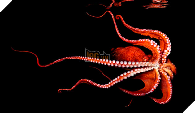 
Bạch tuộc sẽ tiếp tục sống nếu được cắt bỏ một tuyến nội tiết.
