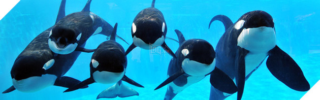 
Việc làm giảm tuổi thọ giúp hạn chế sự tiêu thụ tài nguyên và sinh sôi nảy nở của loài cho phù hợp với môi trường của chúng.
