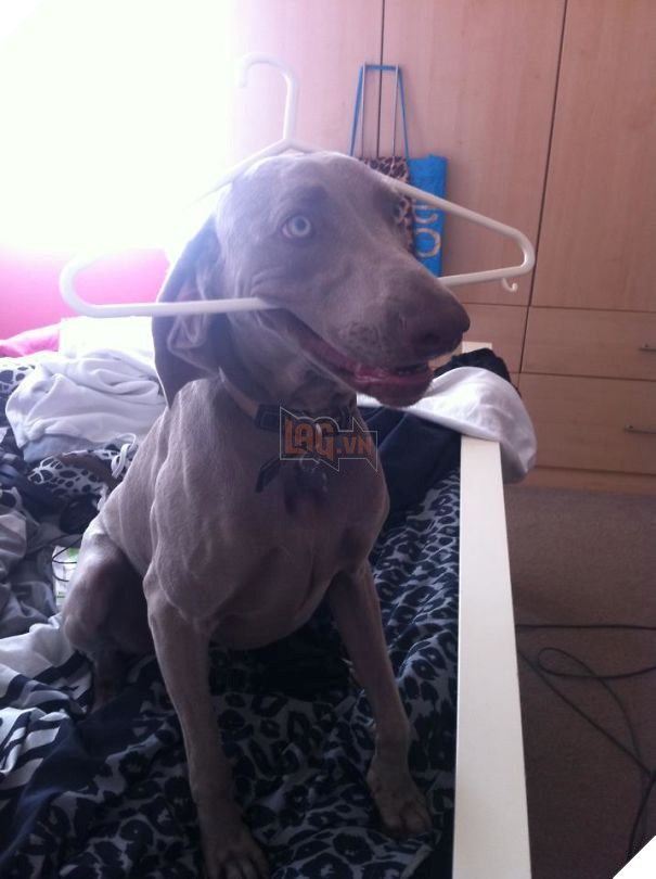 My Friend's Dog Is Adorably Stupid