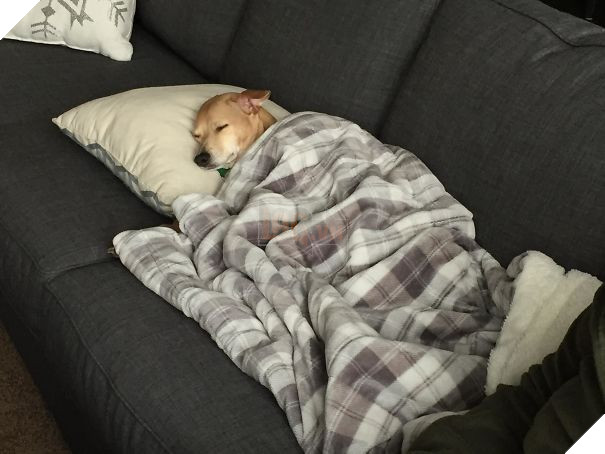 So I Walked Into The Great Room And Found My Dog Like This. This Isn't Staged, She Did This Herself. Clearly She's Learned From The Master (Me)