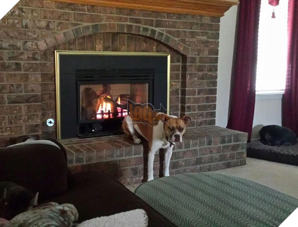 My Dog, Enjoying The Finer Things In Life