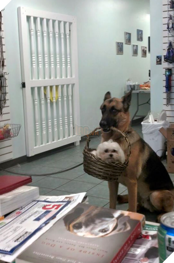 My Friend Works At A Dog Grooming Spa, She Turned Around And Saw This Happening