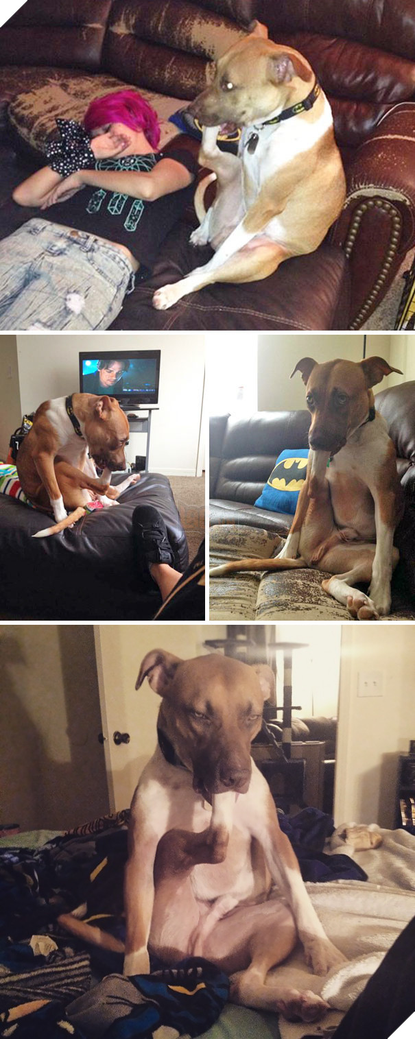 My Friend's Dog Has A Strange Habit - He Sucks His Foot. This Is A Regular Thing For Him To Do