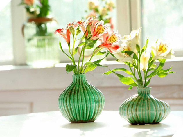 Ai thường xuyên dùng máy tính, mua ngay 7 loại cây này để chống bức xạ điện từ - Ảnh 6.