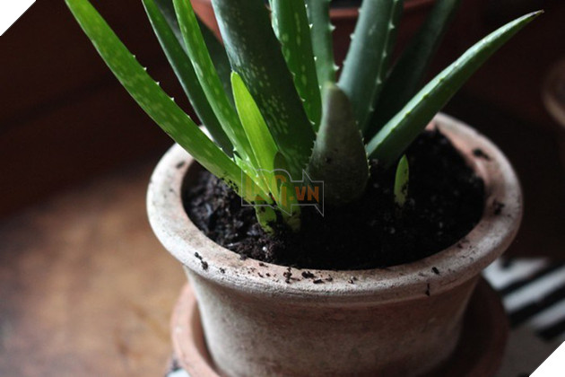 Ai thường xuyên dùng máy tính, mua ngay 7 loại cây này để chống bức xạ điện từ - Ảnh 5.