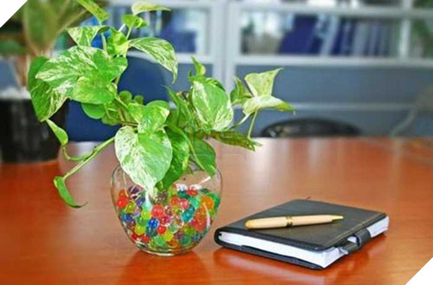 Ai thường xuyên dùng máy tính, mua ngay 7 loại cây này để chống bức xạ điện từ - Ảnh 2.