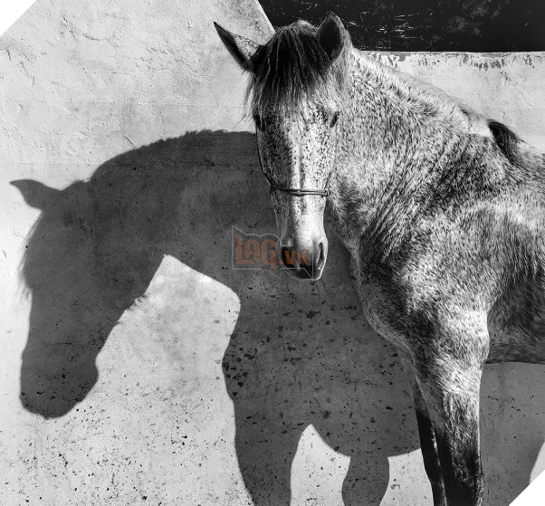 25 tấm hình bạn sẽ không dám tin lại được chụp bằng iPhone - Ảnh 9.