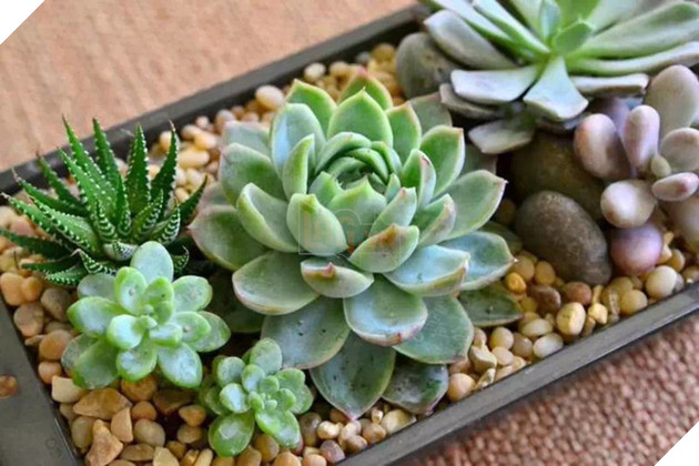 Ai thường xuyên dùng máy tính, mua ngay 7 loại cây này để chống bức xạ điện từ - Ảnh 7.