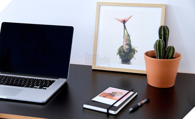 Ai thường xuyên dùng máy tính, mua ngay 7 loại cây này để chống bức xạ điện từ - Ảnh 1.