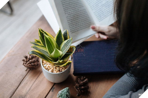 Ai thường xuyên dùng máy tính, mua ngay 7 loại cây này để chống bức xạ điện từ - Ảnh 3.