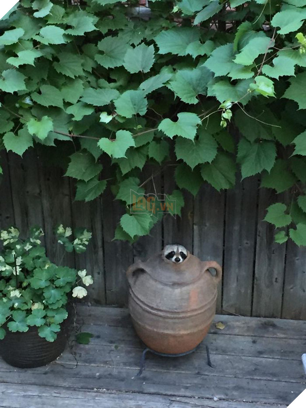 21 chú gấu mèo hiện đại là không ngại thả thính - Ảnh 21.